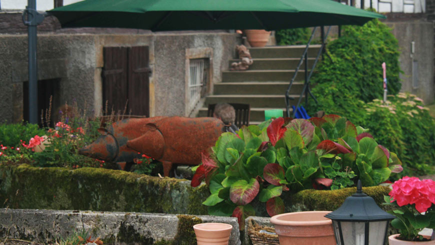 Schweine unterm Schirm