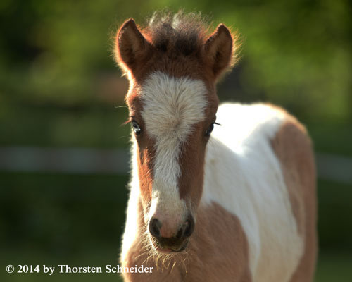 © 2014 by Thorsten Schneider
