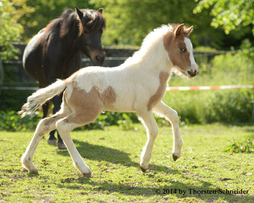 © 2014 by Thorsten Schneider