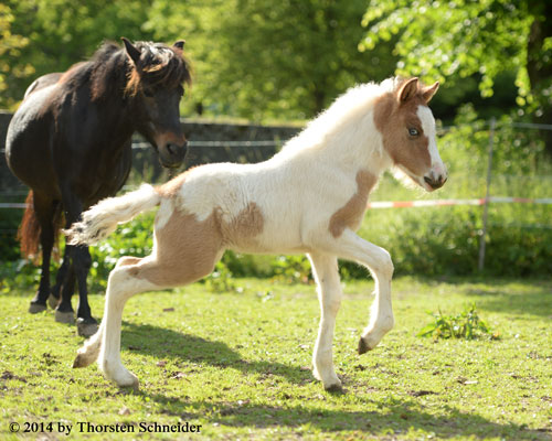 © 2014 by Thorsten Schneider