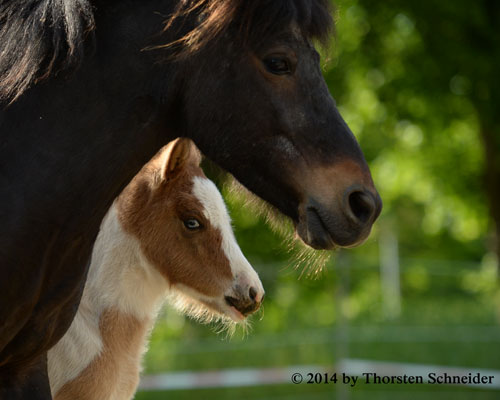 © 2014 by Thorsten Schneider