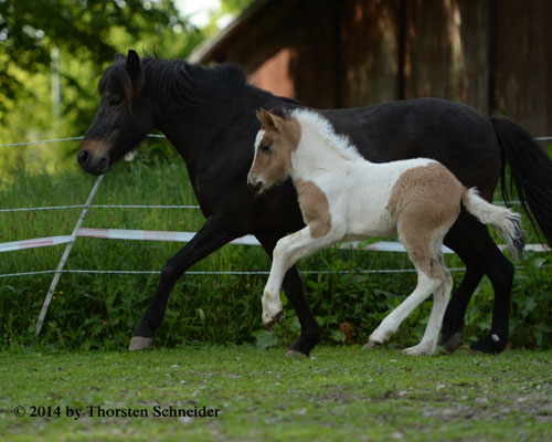 © 2014 by Thorsten Schneider