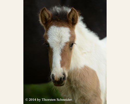 © 2014 by Thorsten Schneider