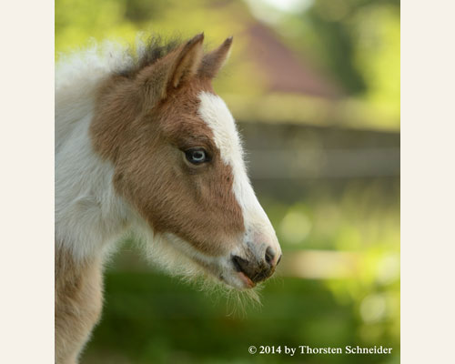 © 2014 by Thorsten Schneider