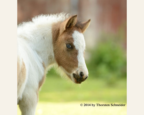 © 2014 by Thorsten Schneider