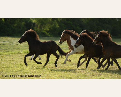 © 2014 by Thorsten Schneider