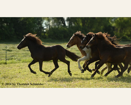 © 2014 by Thorsten Schneider