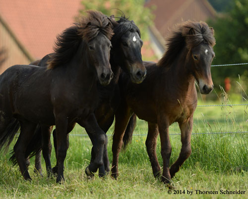 © 2014 by Thorsten Schneider