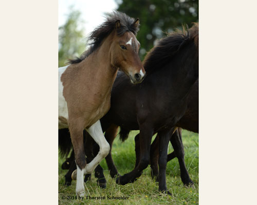 © 2014 by Thorsten Schneider