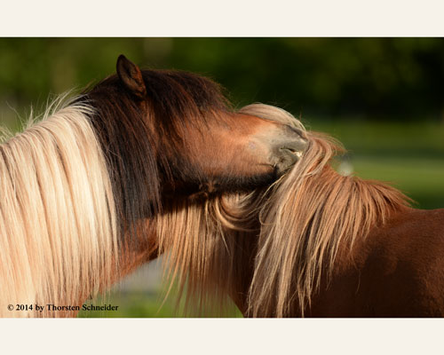 © 2014 by Thorsten Schneider