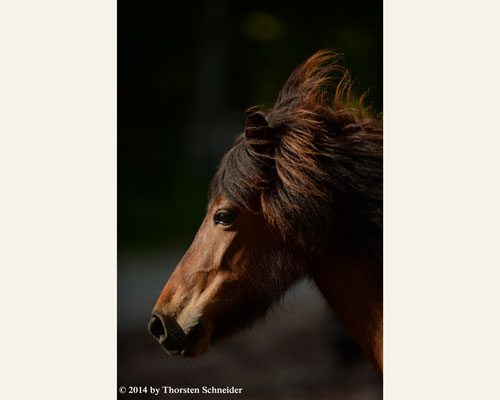 © 2014 by Thorsten Schneider