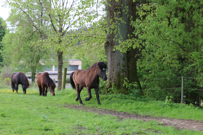 ©2018  by Heike Kaspar
