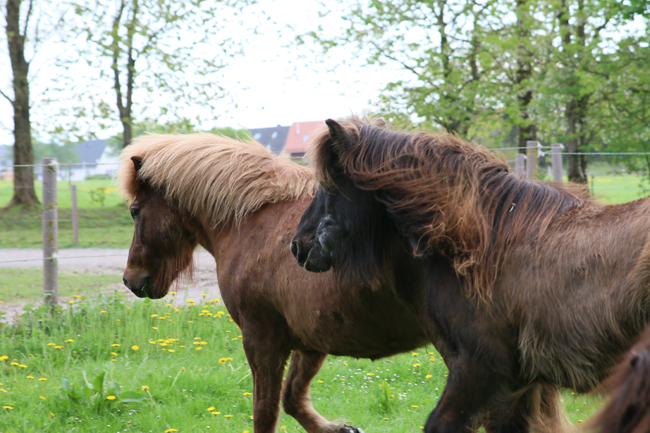 ©2018  by Heike Kaspar