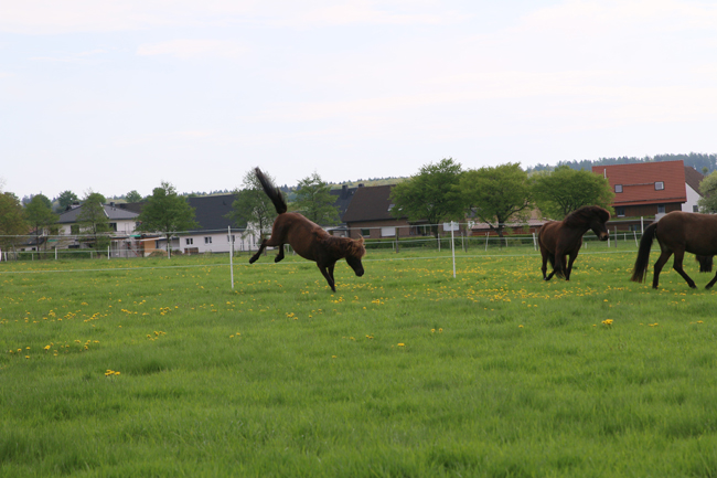 ©2018  by Heike Kaspar