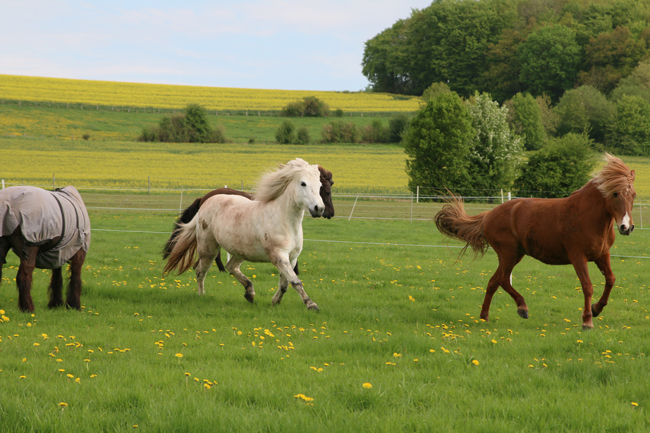©2018  by Heike Kaspar