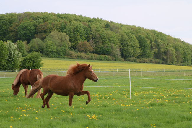 ©2018  by Heike Kaspar