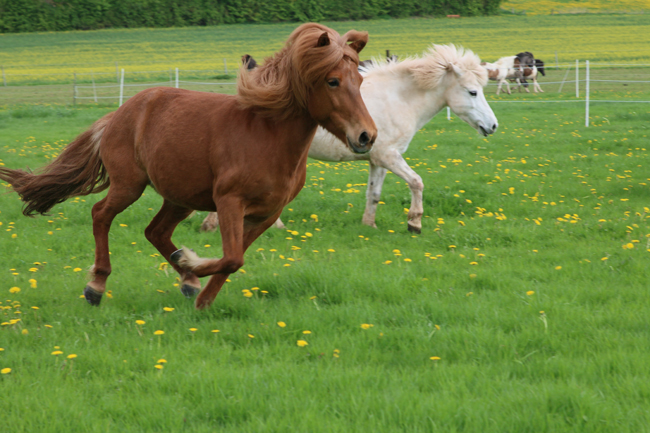 ©2018  by Heike Kaspar