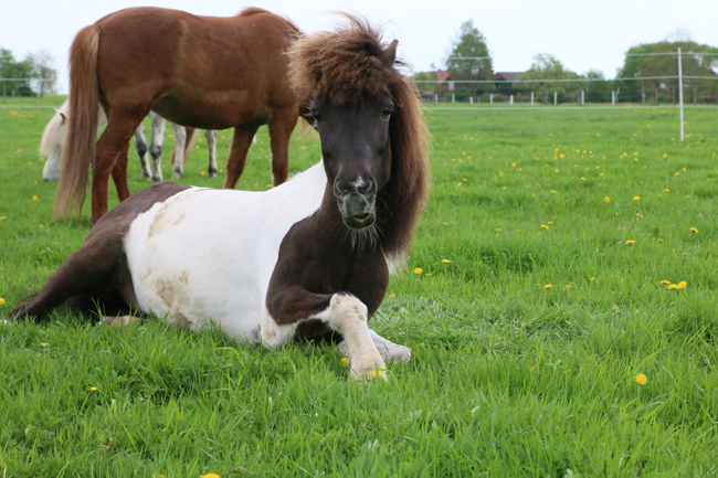 ©2018  by Heike Kaspar