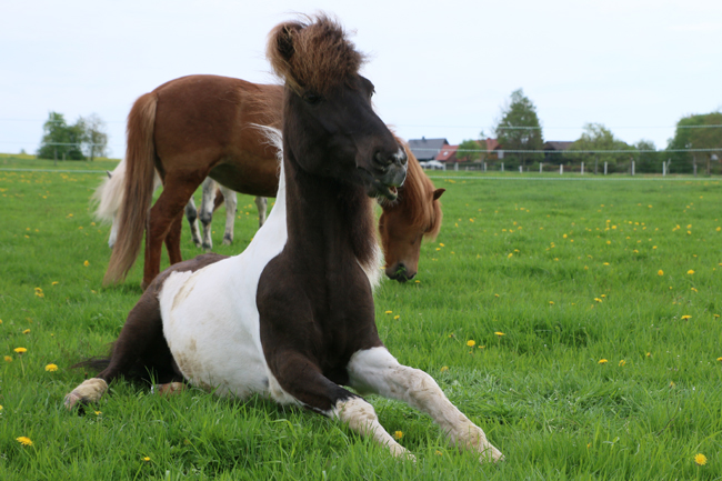 ©2018  by Heike Kaspar