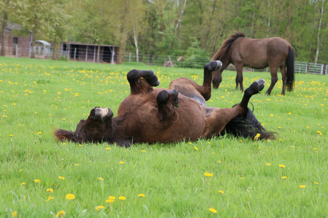 ©2018  by Heike Kaspar