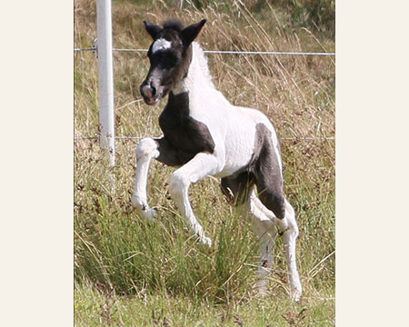 ÁSTRIDA VOM GLOCKENHOF