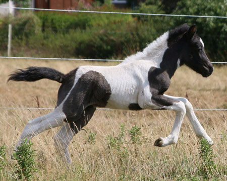 ÁSTRIDA VOM GLOCKENHOF