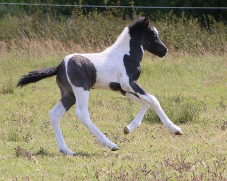 ÁSTRIDA VOM GLOCKENHOF