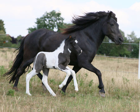 ÁSTRIDA VOM GLOCKENHOF