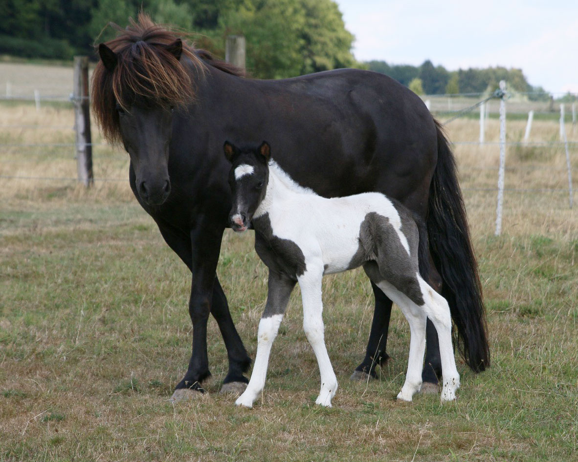 ÁSTRIDA VOM GLOCKENHOF