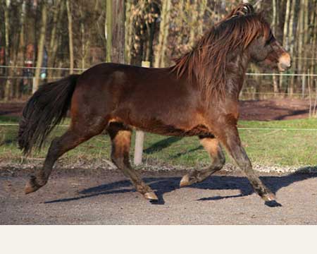 BALTHASAR VOM GLOCKENHOF