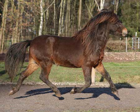 BALTHASAR VOM GLOCKENHOF