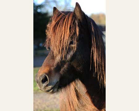 BALTHASAR VOM GLOCKENHOF