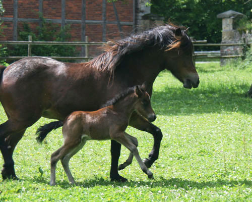 BALTHASAR VOM GLOCKENHOF