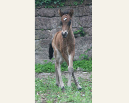 BALTHASAR VOM GLOCKENHOF