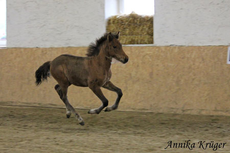 ©2016 by Annika Krüger