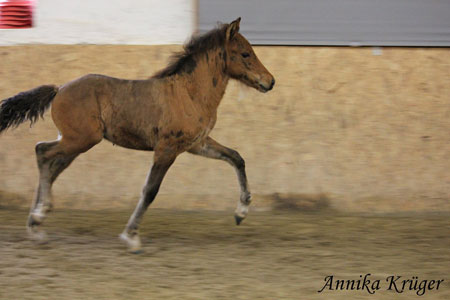 ©2016 by Annika Krüger