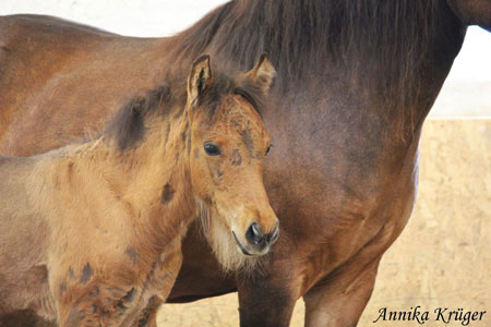 ©2016 by Annika Krüger