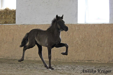 ©2016 by Annika Krüger