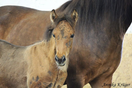 ©2016 by Annika Krüger