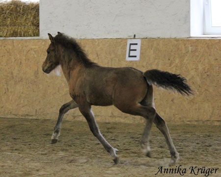 ©2016 by Annika Krüger