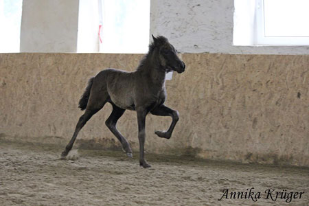 ©2016 by Annika Krüger