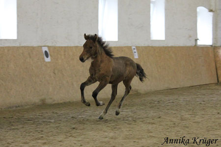 ©2016 by Annika Krüger