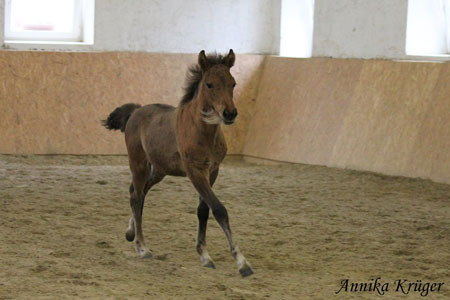 ©2016 by Annika Krüger