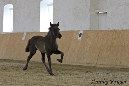 ©2016 by Annika Krüger