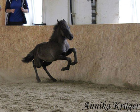 ©2016 by Annika Krüger