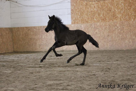 ©2016 by Annika Krüger