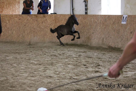 ©2016 by Annika Krüger