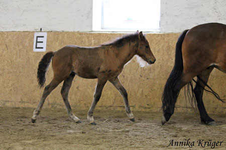 ©2016 by Annika Krüger