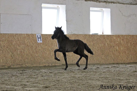 ©2016 by Annika Krüger