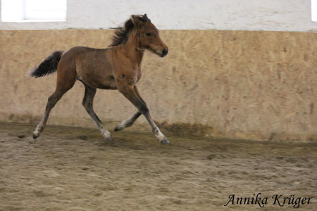 ©2016 by Annika Krüger